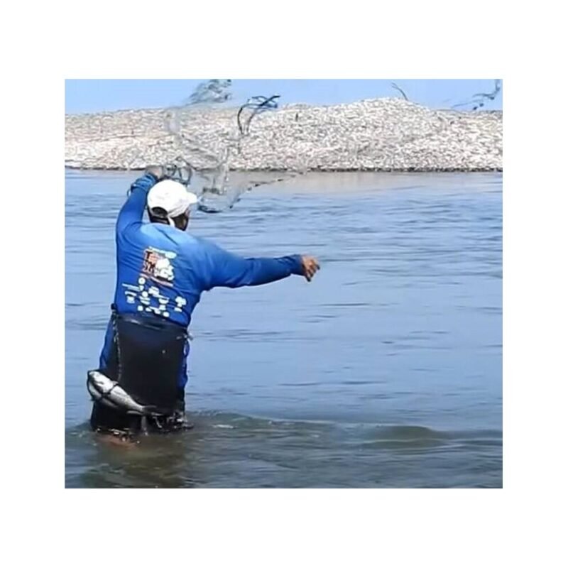 realeshop-Pezobolo-Diafanes-Dixty4